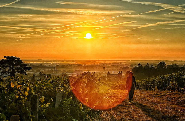 Vignoble sur coteau argilo-calcaire