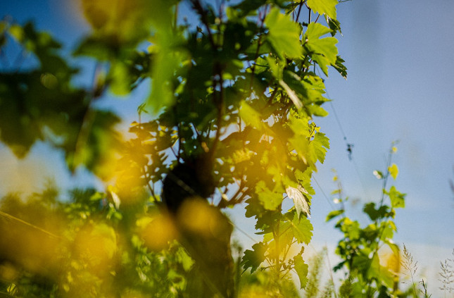 Terrains alluvionnaires de Pouilly-Loché