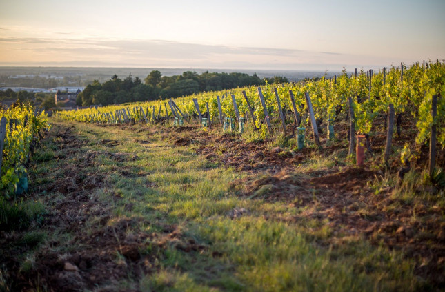 Le domaine viticole Mâconnais à Loché