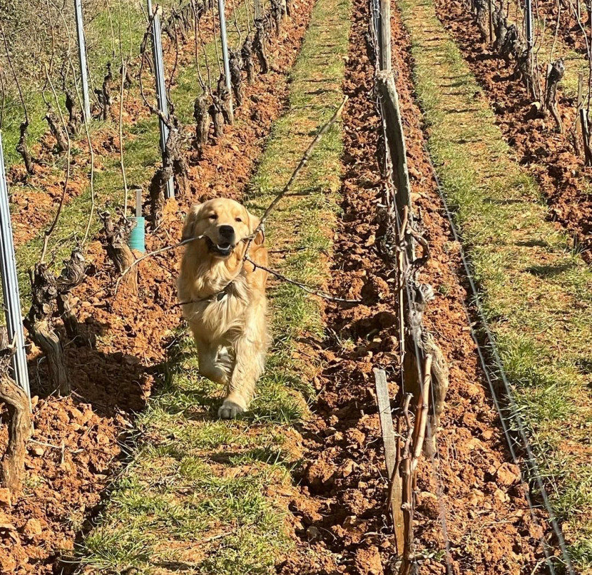 Un commis inattendu au Clos des Rocs