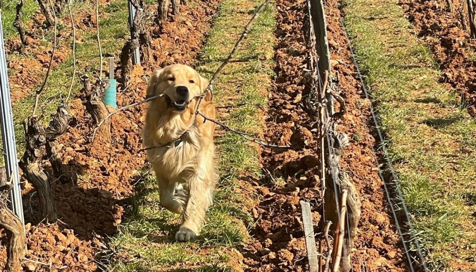 Un commis inattendu au Clos des Rocs