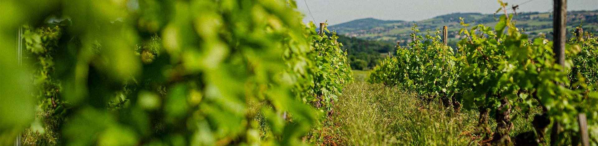 Les actualités du Clos des Rocs