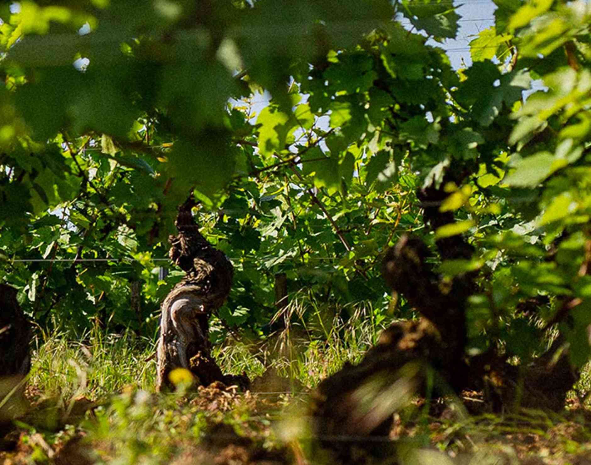 La passion du vin et du vignoble