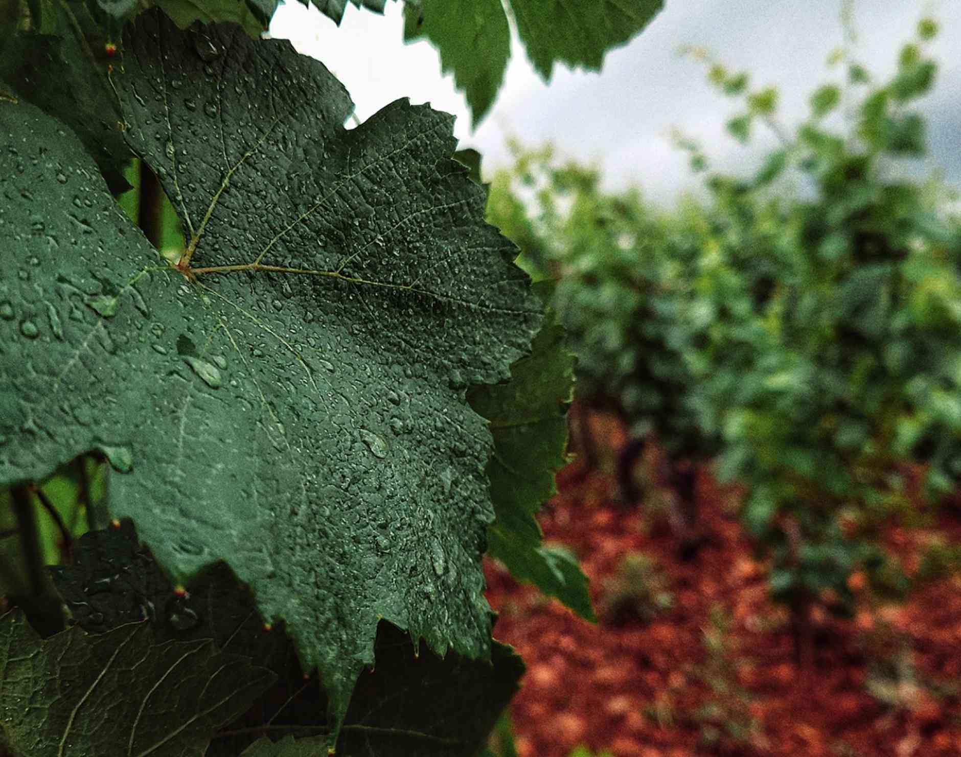 La biodiversité dans le vignoble