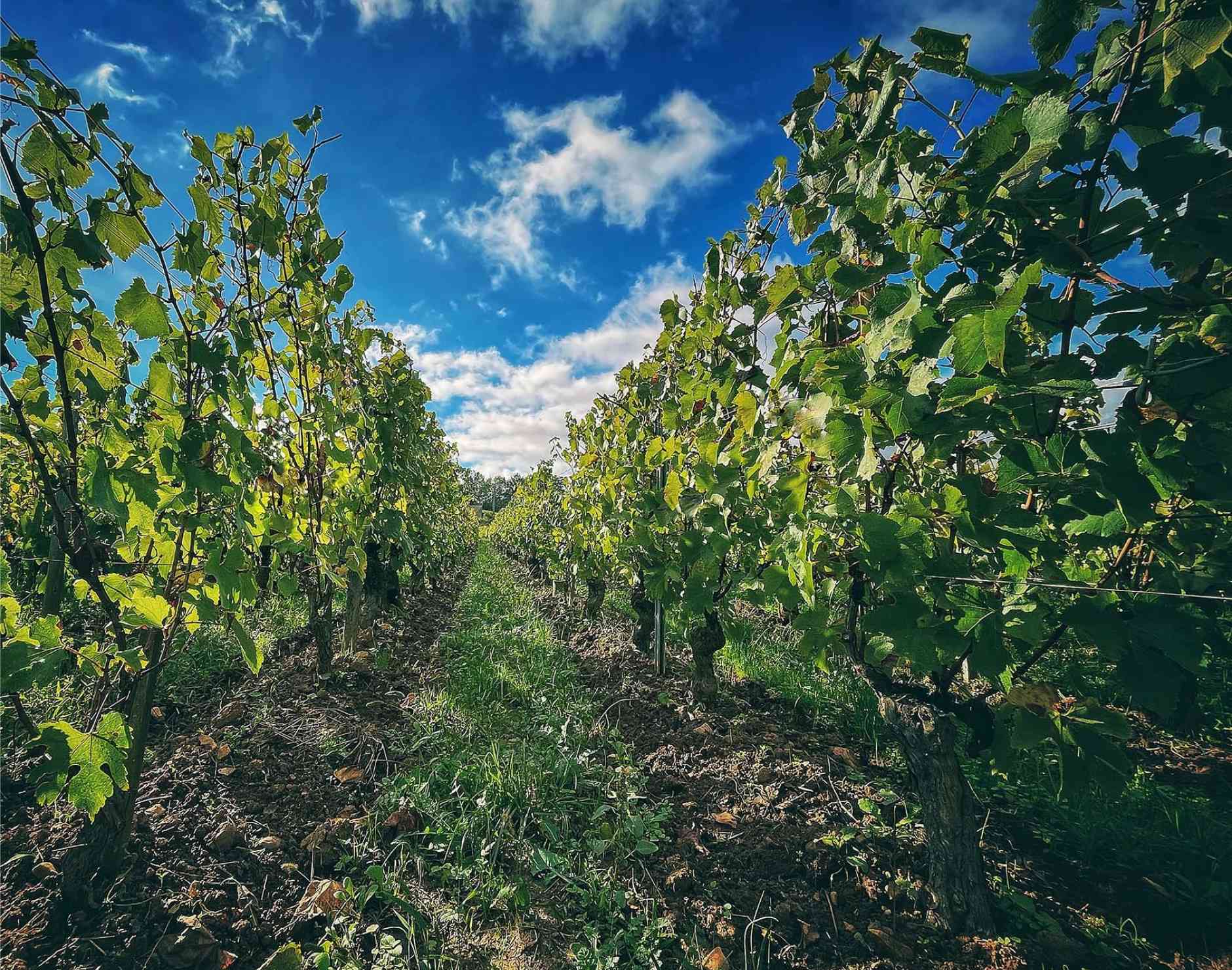 Ressusciter les sols avec la viticulture biologique