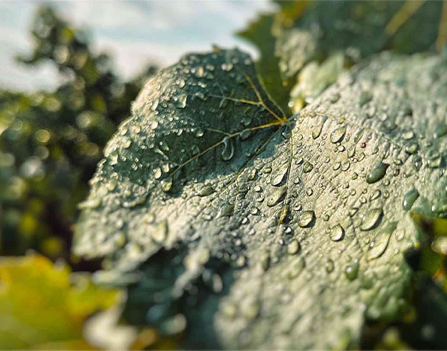 Donner du plaisir à celui qui déguste le vin