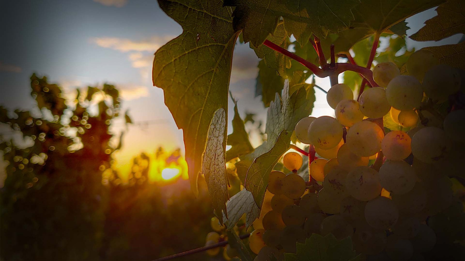 Le Domaine du Clos des Rocs - Olivier GIROUX à Loché