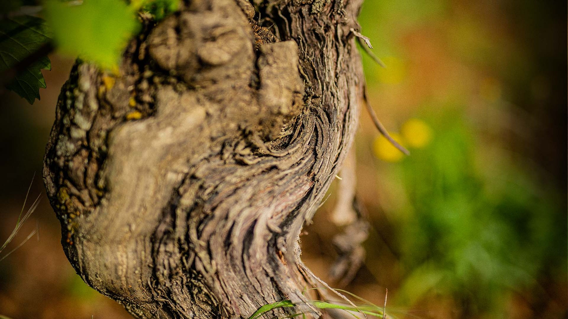 Le Domaine du Clos des Rocs - Olivier GIROUX à Loché